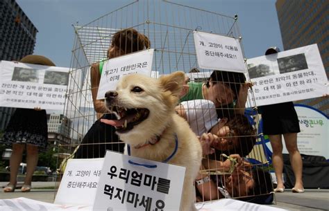 South Korea Outlaws Dog Meat Trade : r/International