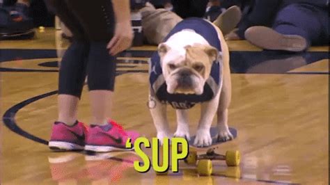 Hoya Georgetown GIFs - Get the best GIF on GIPHY