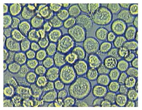 MilliporeSigma Novagen Sf9 Insect Cells Sf9 Insect Cells:Cell Lines and ...