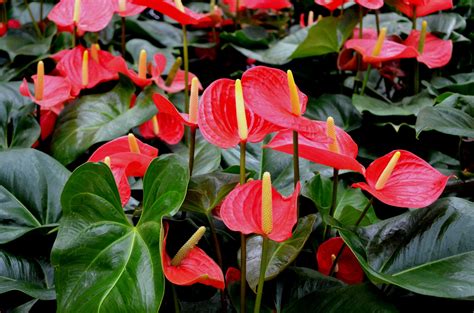 Beautiful Anthurium Plant (a) Free Stock Photo - Public Domain Pictures