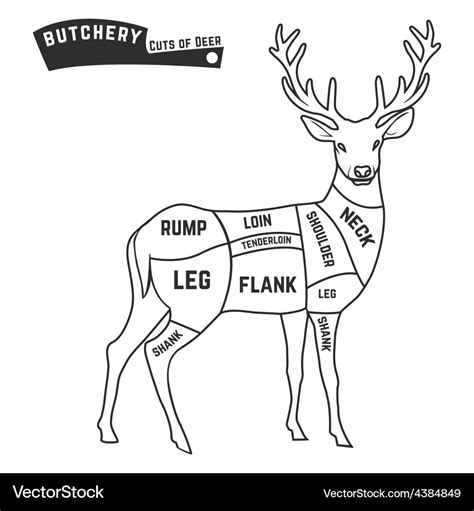 Deer meat cuts Royalty Free Vector Image - VectorStock