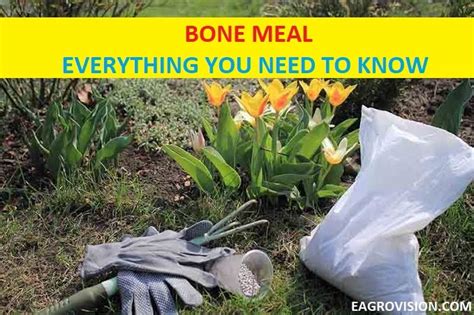 Bone Meal - Everything You Need To Know