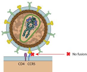 Fusion inhibitors ~ ViralZone