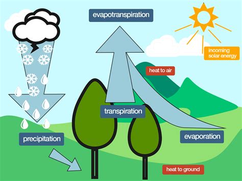 Trees Can Help Cool the Environment | Plants And Animals