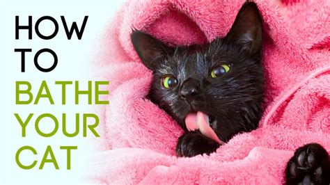 How To Bathe Your Cat, + Best Conditioning Shampoo Ratings & Reviews