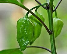 Naga Morich - Wikipedia, the free encyclopedia