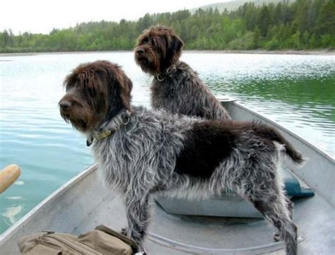 Wirehaired Pointing Griffon Dog Breed Information, Images ...