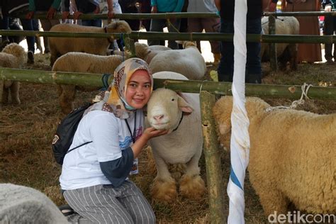 Mengenal Domba Merino Lebih Dekat - Sinau Ternak