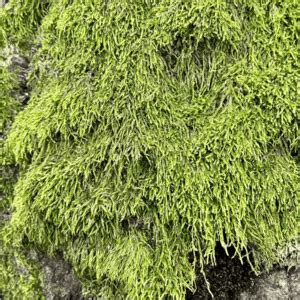 Moss Identification | Guide to Common Types of Moss | Plant House ...