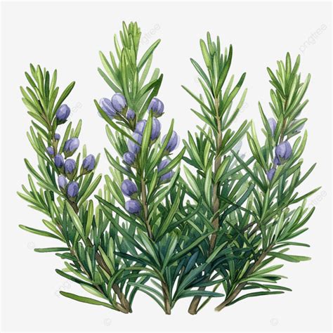 Watercolor Rosemary Clip Art, Watercolor, Hand Drawn, Cuisine PNG Transparent Image and Clipart ...