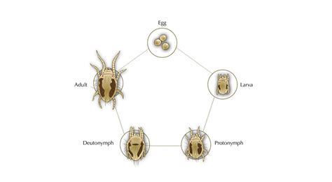 Spider Mite Life Cycle