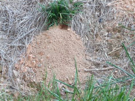 Chipmunks Holes In Garden | Fasci Garden