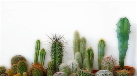 Cactus Wallpapers - Wallpaper Cave