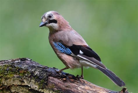 Download Bird Jay Animal Eurasian Jay HD Wallpaper