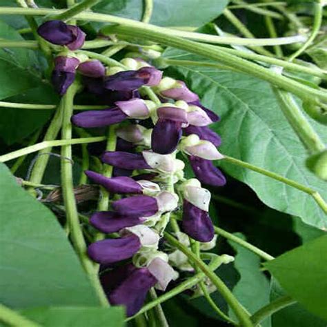 Kaunch Seeds Buy Kaunch Seeds in Neemuch Madhya Pradesh India from The Herbs N Spices