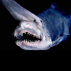 The rarely seen deep sea goblin shark : r/natureismetal