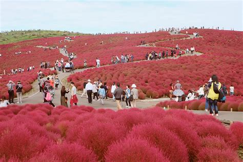 Fiery Red Paradise of Kochia at Hitachi Seaside Park, Ibaraki Prefecture – The Rainbowholic Me