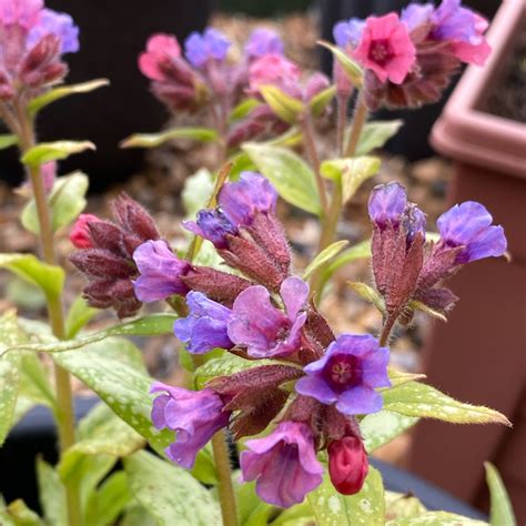 Pulmonaria 'Silver Bouquet', Lungwort 'Silver Bouquet' in GardenTags ...