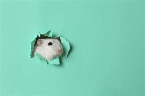 Premium Photo | Cute funny pearl hamster looking out of hole in turquoise paper space for text