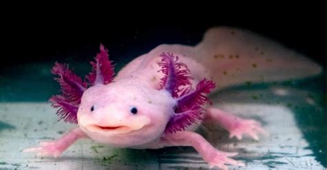 View 30 How Long Can A Axolotl Stay Out Of Water - inimagewell