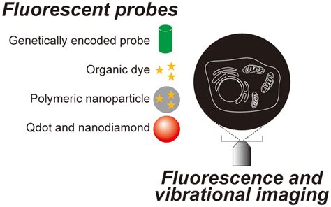 | Fluorescent probes and optical microscopy techniques introduced in ...