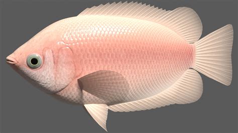 Kissing gourami 3D Model $30 - .blend .gltf - Free3D