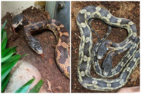 'Very Rare' Two-Headed Snake Goes on Display at Texas Zoo - Newsweek