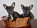 French Bulldog Health Issues- How to stop them? — AskFrenchie.com