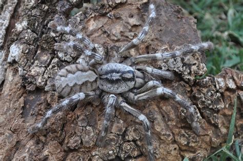 New Giant Tarantula Discovered in Sri Lanka | WIRED