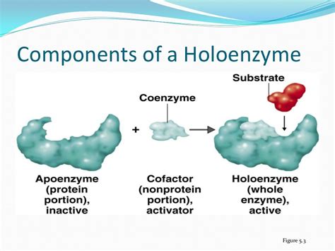 MIC310 (Microbial Physiology) - Chapter 4 : Enzymes