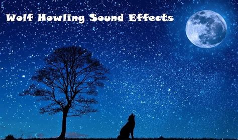 Find Wolf Howling Sound Effect