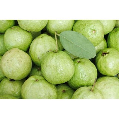 Buah jambu batu /jambu batu / jambu batu | GUAVA | Shopee Malaysia