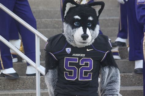 The University of Washington mascot Harry the Husky before the football ...