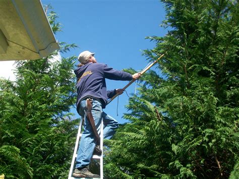 Pruning cypress from ladder - Cape Cod Tree Service