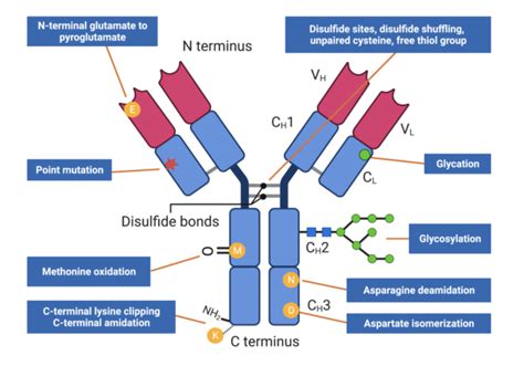 What is Peptide Mapping? - Rapid Novor