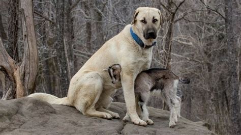 Anatolian Shepherd Dog - Native Breed.org