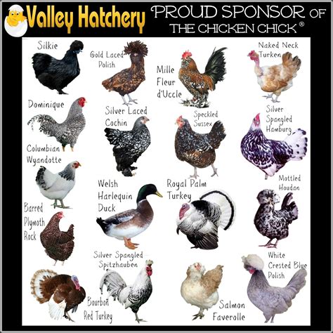 Poultry breed chart