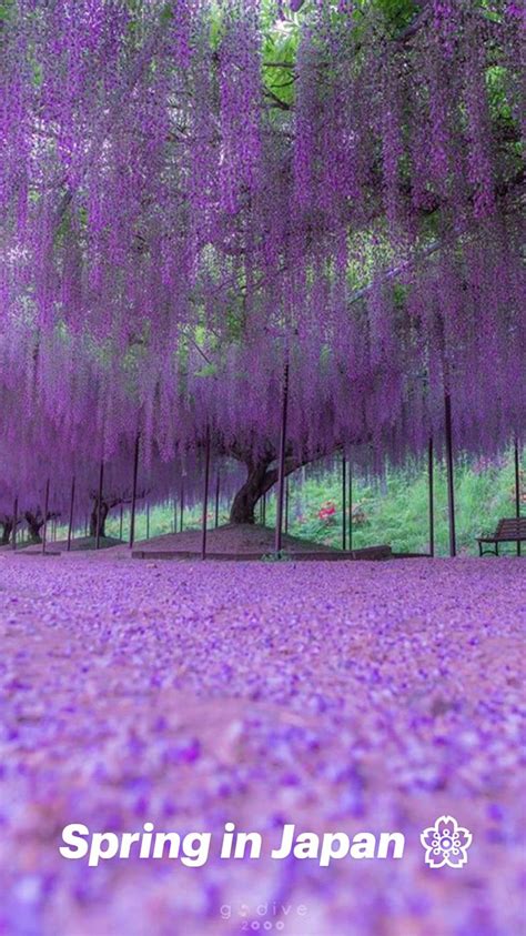 Spring in Japan 🌸 : An immersive guide by Boombastic