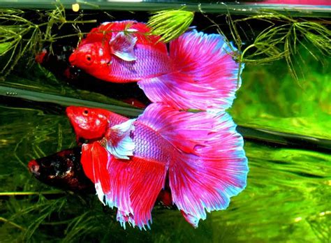 3 Best Low Maintenance Fish to Keep as Pets - Officially Pets