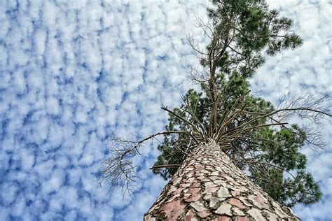 trees, Clouds, Sky, Nature Wallpapers HD / Desktop and Mobile Backgrounds