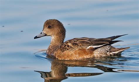 Female Eurasian Wigeon | BirdForum