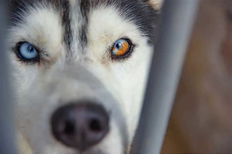 Husky Eye Colors With Pictures: Can Their Eyes Change Color?