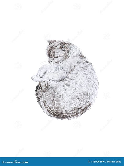 Cat Sleeping Curled Up. Watercolor Illustration Isolated On White Background Stock Illustration ...