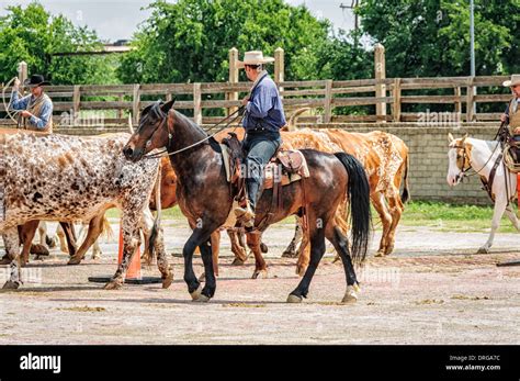 Cattle drive, Stockyards Historic District, Fort Worth, Texas Stock Photo - Alamy