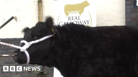 Galloway cattle breed gets its own logo - BBC News