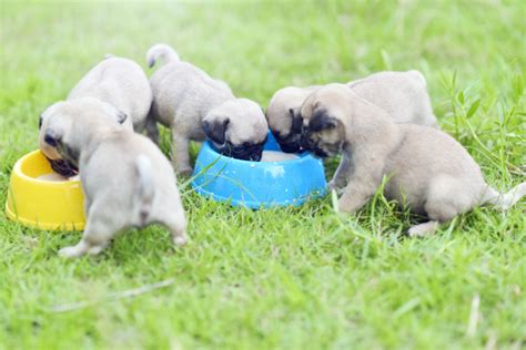 Pug Feeding Chart: What To Feed Your Pug Bug