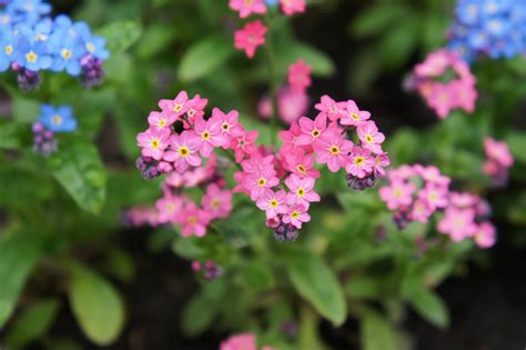 Forget-Me-Nots: Tips and Symbolism of These Pretty Blue Flowers - Farmers' Almanac