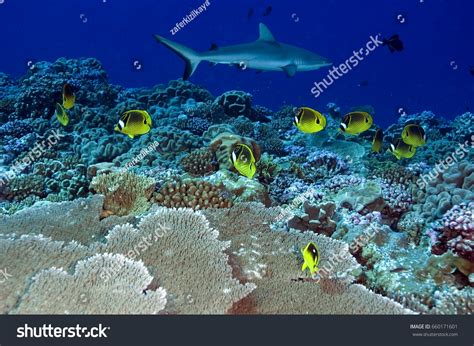 Kingman Reef Photos, Images and Pictures