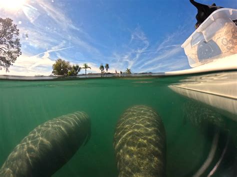 The Best Time To See Manatees In Crystal River - Fleurty Girl Travels