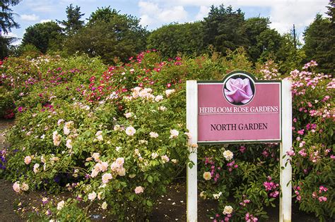 Photographing Oregon: Heirloom Rose Garden